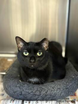 Rescue Domestic Short Hair Cats for Adoption in Bridgewater, New Jersey - Beauty | PetCurious