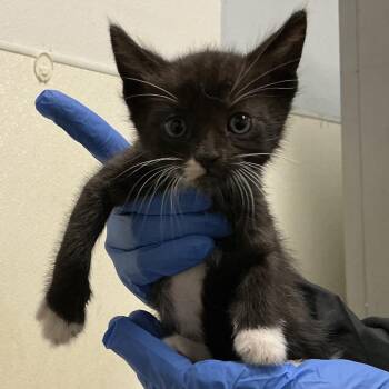 Vincent* -  Domestic Short Hair Cat for Adoption in San Gabriel, California - Vincent* | PetCurious