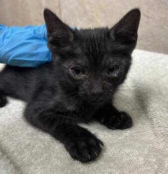 Band 4 -  Domestic Short Hair Cat for Adoption in Honolulu, Hawaii - Band 4 | PetCurious