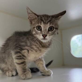 Blinky -  Domestic Short Hair Cat for Adoption in Gainesville, Florida - Blinky | PetCurious