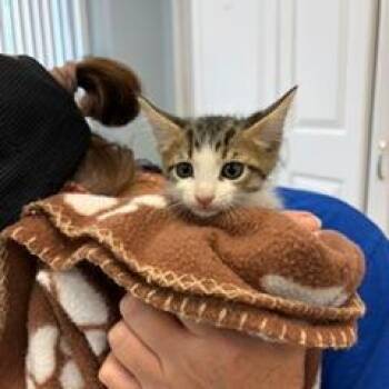 Zander -  Domestic Short Hair Cat for Adoption in Greensboro, Georgia - Zander | PetCurious