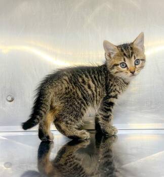 Daffodil -  Domestic Short Hair Cat for Adoption in Murray, Kentucky - Daffodil | PetCurious
