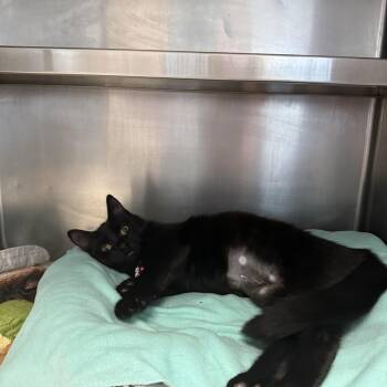 Eclipse -  Domestic Short Hair Cat for Adoption in Hendersonville, Tennessee - Eclipse | PetCurious