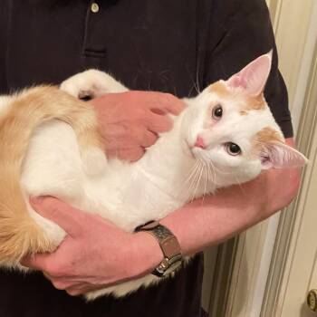 Domestic Short Hair Cats Available for Adoption in Nashville, Tennessee - Michael | PetCurious