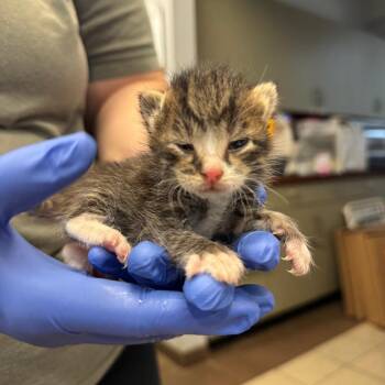 Bibim -  Domestic Short Hair Cat for Adoption in Columbus, Georgia - Bibim | PetCurious