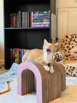 Clementine and Maggie in fostercare -  Domestic Short Hair Cat for Adoption in Ellicott City, Maryland - Clementine And Maggie In Fostercare | PetCurious