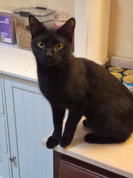 Domestic Short Hair Cats Available for Adoption - Flyer | PetCurious