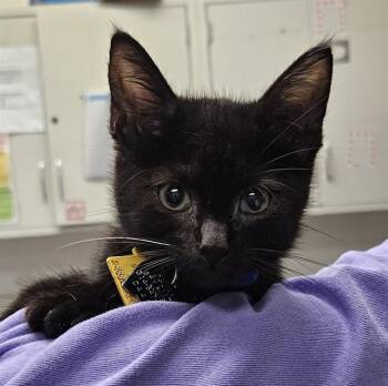 ONYX -  Domestic Short Hair Cat for Adoption in St. Louis, Missouri - ONYX | PetCurious