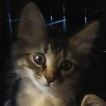 Kendall -  Domestic Long Hair Cat for Adoption in PORT WENTWRTH, Georgia - Kendall | PetCurious