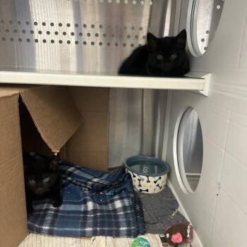 Domestic Short Hair Cats Available for Adoption in Pittsburgh, Pennsylvania - Revani | PetCurious