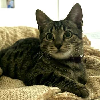 Rescue Domestic Short Hair Cats for Adoption in Pompano Beach, Florida - Decaf | PetCurious