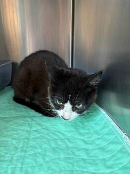 Needmore 1 -  Domestic Short Hair Cat for Adoption in Morgantown, Kentucky - Needmore 1 | PetCurious