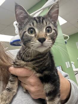 Rescue Domestic Short Hair Cats for Adoption in La Porte, Indiana - Ralphie | PetCurious