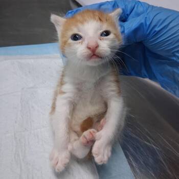 Fried -  Domestic Short Hair Cat for Adoption in Summerville, South Carolina - Fried | PetCurious