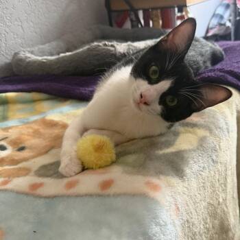 Rescue Domestic Short Hair Cats for Adoption in Villa Park, California - Missy | PetCurious