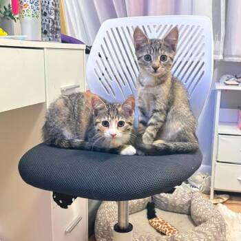 Twix -  Domestic Short Hair Cat for Adoption in Jarrettsville, Maryland - Twix | PetCurious