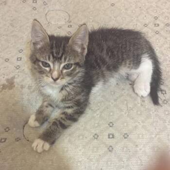 Fondue 23 -  Domestic Short Hair Cat for Adoption in Austin, Texas - Fondue 23 | PetCurious