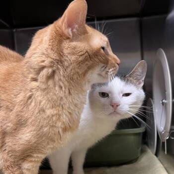 Pam -  Domestic Short Hair Cat for Adoption in York, Pennsylvania - Pam | PetCurious