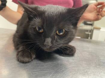 Rescue Domestic Short Hair Cats for Adoption in Fall River, Massachusetts - Raisin | PetCurious