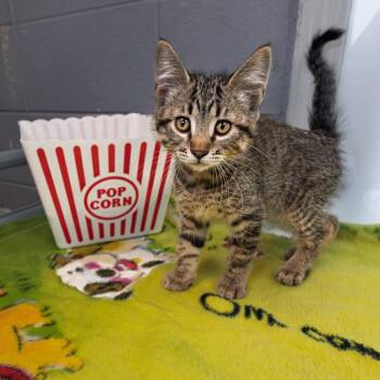 Polka -  Domestic Short Hair Cat for Adoption in South Elgin, Illinois - Polka | PetCurious