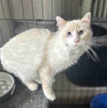 James Bond -  Domestic Medium Hair and Turkish Angora Cat for Adoption in Mooresville, North Carolina - James Bond | PetCurious
