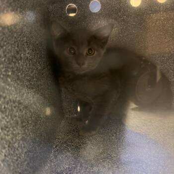 Sydney Shrooms -  Domestic Short Hair Cat for Adoption in Charlottesville, Virginia - Sydney Shrooms | PetCurious