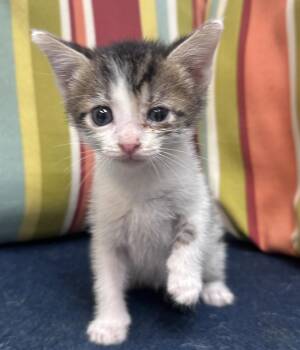 Roy Fletcher -  Domestic Short Hair Cat for Adoption in Dyersburg, Tennessee - Roy Fletcher | PetCurious