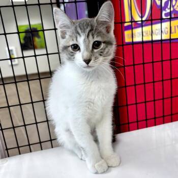 Smoke -  Domestic Short Hair Cat for Adoption in Des Moines, Iowa - Smoke | PetCurious