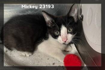 MICKEY (see also MOLLY) -  Domestic Short Hair Cat for Adoption in Marietta, Georgia - MICKEY (see Also MOLLY) | PetCurious