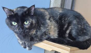 Rescue Domestic Short Hair Cats for Adoption in Decatur, Illinois - ZITA | PetCurious