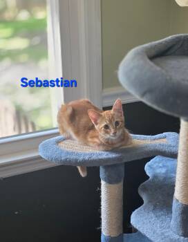Sebastian -  Tabby and Domestic Short Hair Cat for Adoption in Shrewsbury, Massachusetts - Sebastian | PetCurious