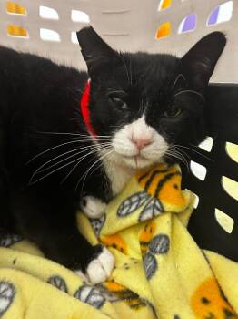 Domestic Short Hair Cats Available for Adoption - Pandy | PetCurious