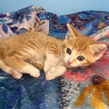 Daisy -  Domestic Short Hair Cat for Adoption in San Antonio, Texas - Daisy | PetCurious