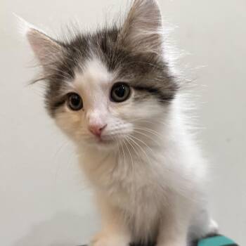 Snow Fall -  Domestic Long Hair Cat Available for Adoption in North Port, Florida - Snow Fall | PetCurious