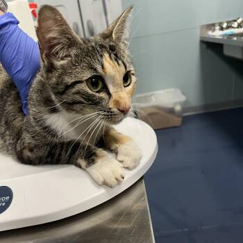 Chick -  Domestic Short Hair Cat for Adoption in Greensboro, North Carolina - Chick | PetCurious