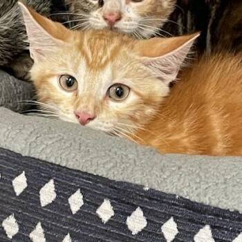 1032-C26 -  Domestic Short Hair Cat for Adoption in Port Charlotte, Florida - 1032-C26 | PetCurious