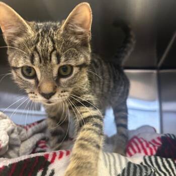 Cristobal -  Domestic Short Hair Cat for Adoption in Lakeland, Florida - Cristobal | PetCurious