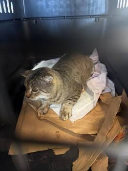 Fatboy -  Domestic Short Hair Cat for Adoption in Moriarty, New Mexico - Fatboy | PetCurious