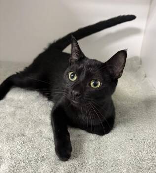 Binx -  Domestic Short Hair Cat for Adoption in Rochester, Indiana - Binx | PetCurious