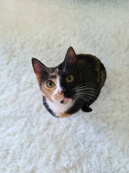 Calico Cats Available for Adoption - Poppy | PetCurious