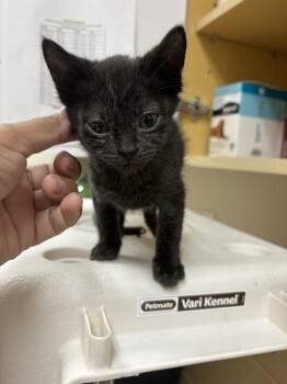 Woody -  Domestic Short Hair Cat for Adoption in Kennewick, Washington - Woody | PetCurious