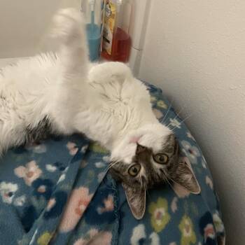 Pickle -  American Shorthair Cat for Adoption in Newberg, Oregon - Pickle | PetCurious