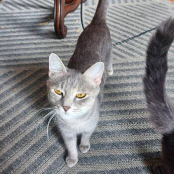Marina Coming in Related to Kohl -  Domestic Short Hair Cat for Adoption in Clifton, New Jersey - Marina Coming In Related To Kohl | PetCurious