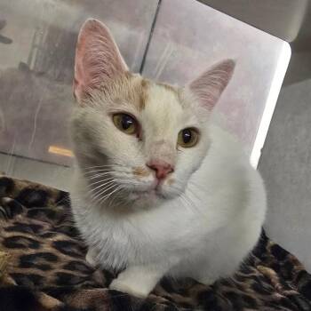 Brie -  Domestic Short Hair Cat for Adoption in Fairport, New York - Brie | PetCurious