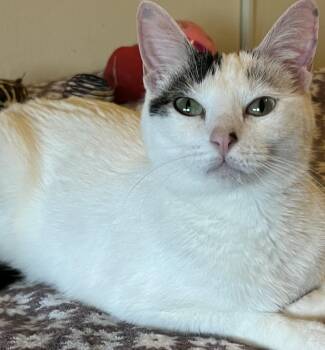 Domestic Short Hair Cats Available for Adoption - Oreo | PetCurious