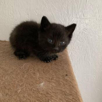Freddie -  Domestic Short Hair Cat Available for Adoption in Woodstock, Virginia - Freddie | PetCurious