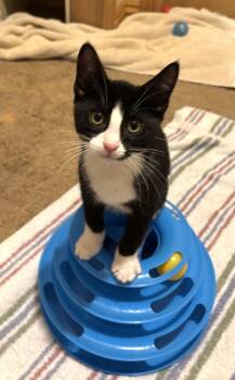 Tiger Lily -  Domestic Short Hair Cat for Adoption in Bentonville, Arkansas - Tiger Lily | PetCurious