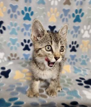 Polly -  Domestic Short Hair Cat for Adoption in Wabash, Indiana - Polly | PetCurious