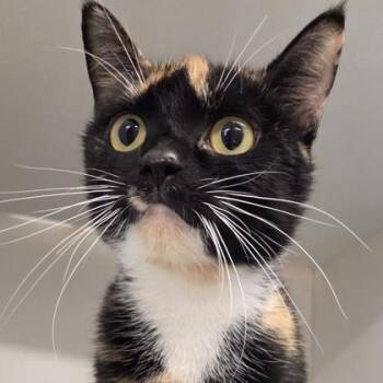 Domestic Short Hair Cats Available for Adoption in Voorhees Township, New Jersey - Callie | PetCurious