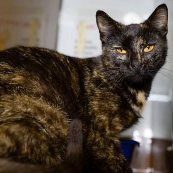 PIP -  Domestic Short Hair Cat for Adoption in Richmond, California - PIP | PetCurious